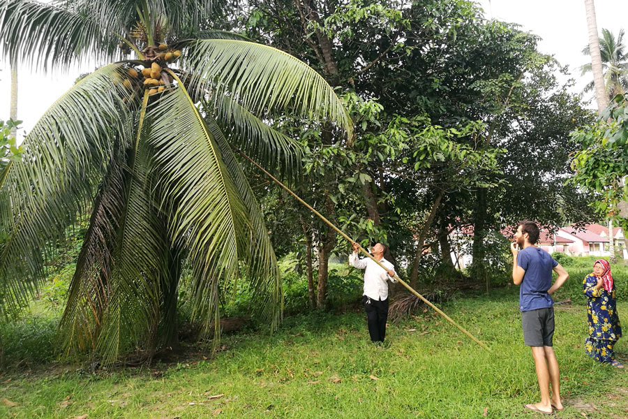 Cueillette de noix de coco dans le jardin