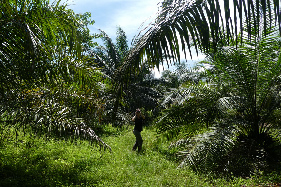 Une culture du fameux palmier à huile