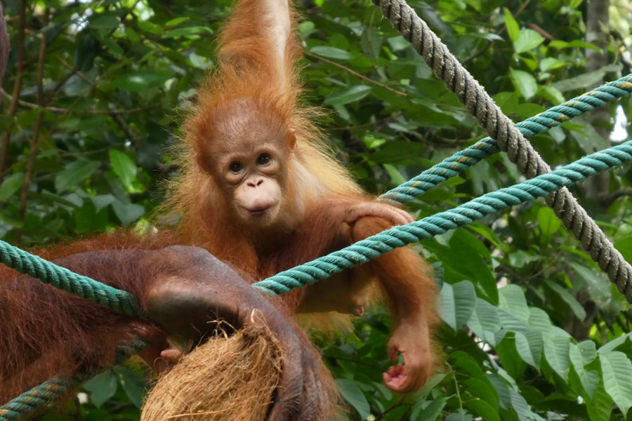 Le bébé orang-outan