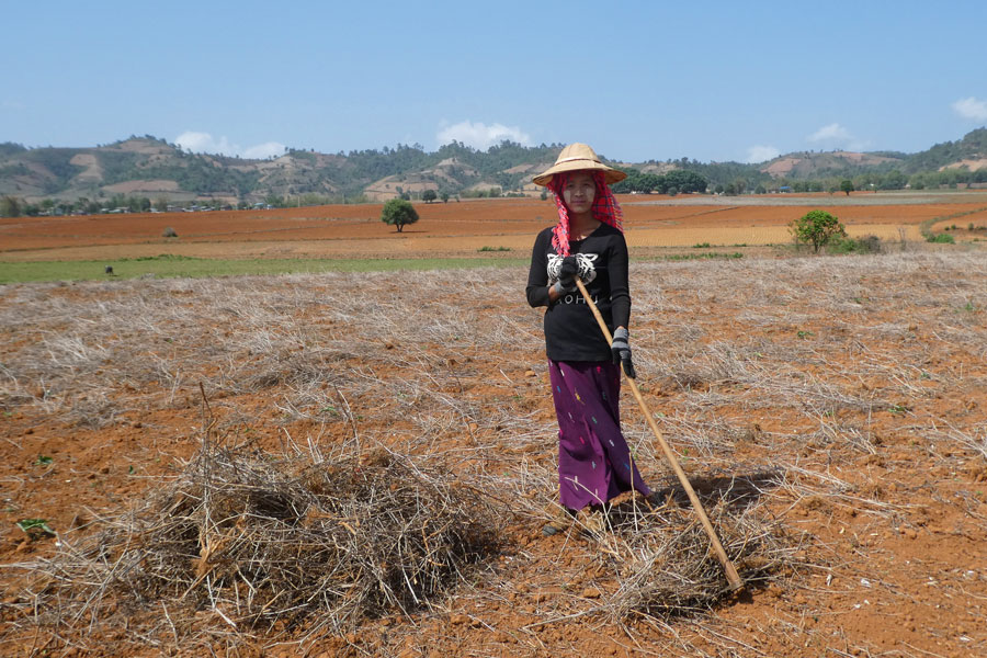 Une femme travaille dans les champs avec ses habits traditionnels et son thanaka sur le visage