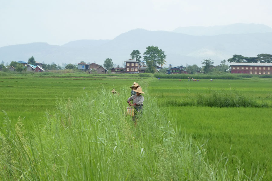 Les villageois sortent des rizières en file.