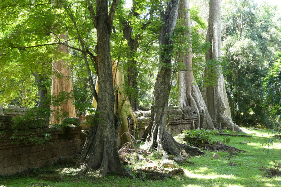 Le Ta Prohm avec ses gros arbres