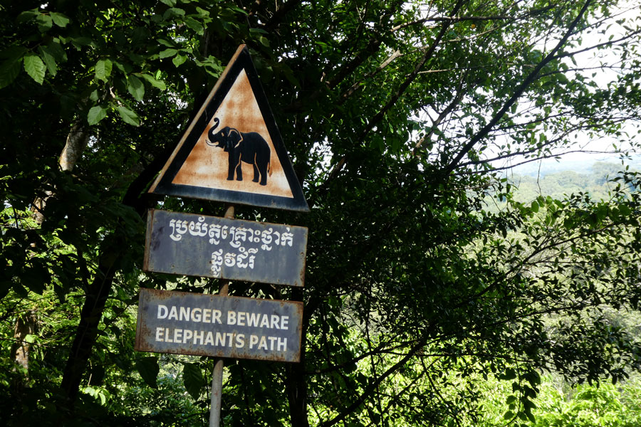Attention aux éléphants !